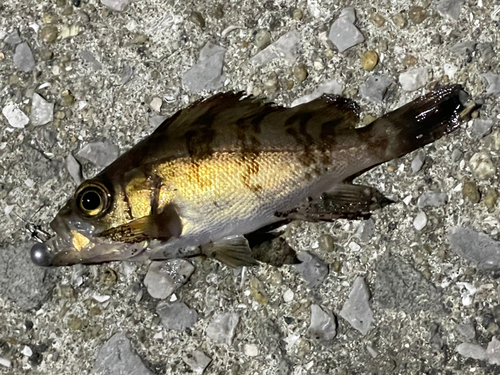 メバルの釣果