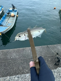 マアジの釣果