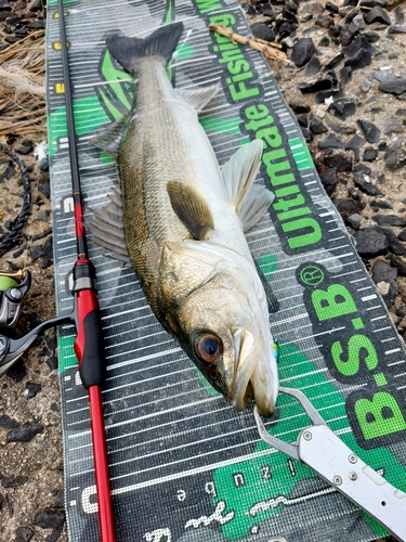 スズキの釣果