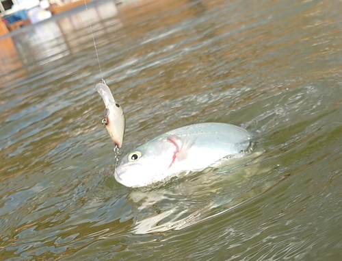 ニジマスの釣果