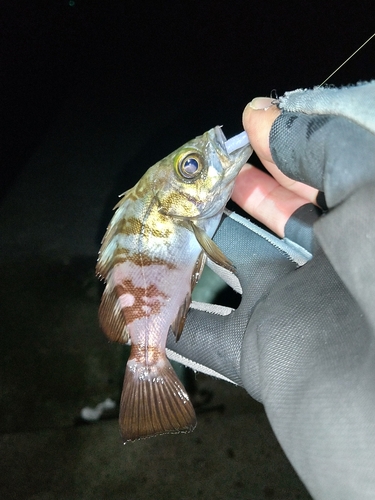 メバルの釣果