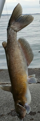 アメリカナマズの釣果