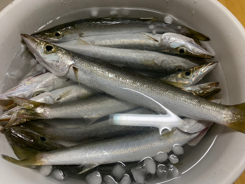 カマスの釣果