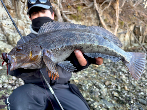 アイナメの釣果