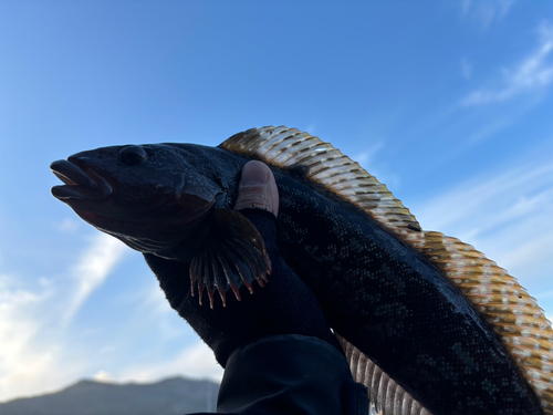 アイナメの釣果