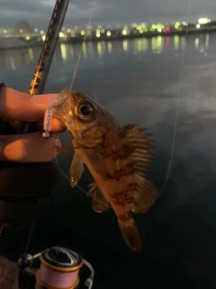 シロメバルの釣果