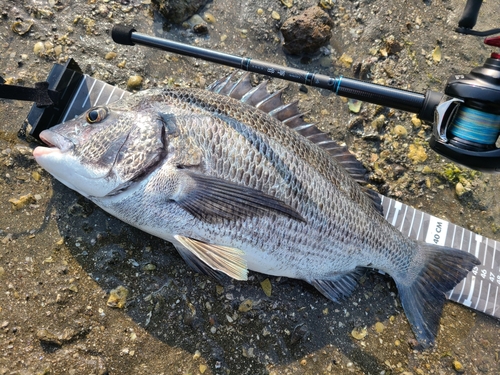 チヌの釣果