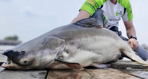 メコンオオナマズの釣果