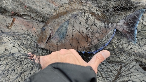 ニザダイの釣果