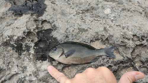 メジナの釣果