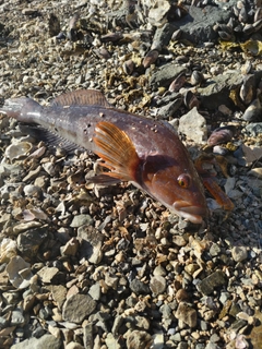 アイナメの釣果