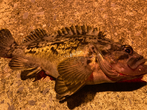 クロソイの釣果