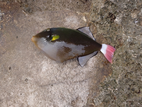 モンガラカワハギの釣果