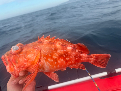 ウッカリカサゴの釣果