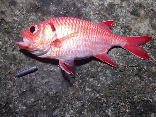 ナミマツカサの釣果