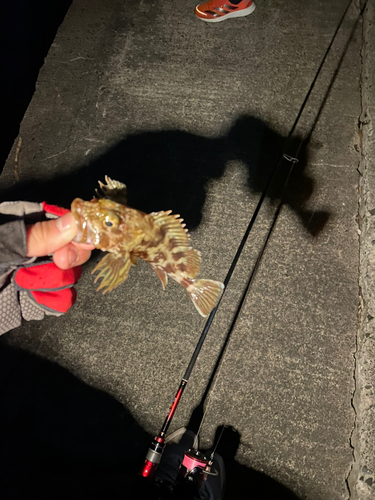 カサゴの釣果