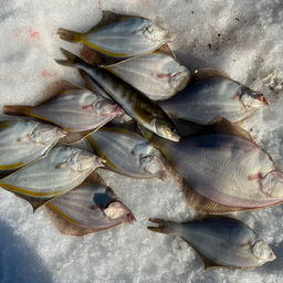 変態鮃クラブの釣果