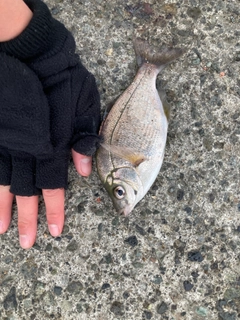 ウミタナゴの釣果