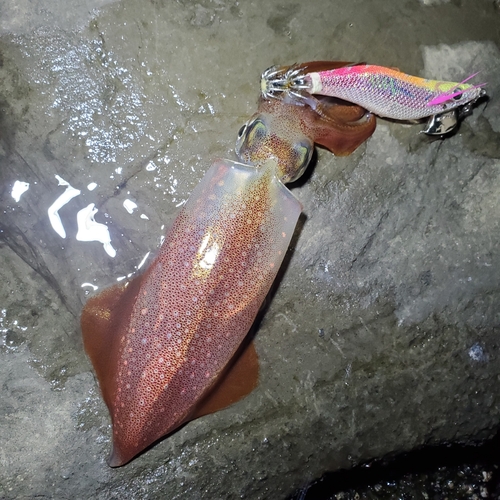 ケンサキイカの釣果