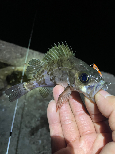 メバルの釣果