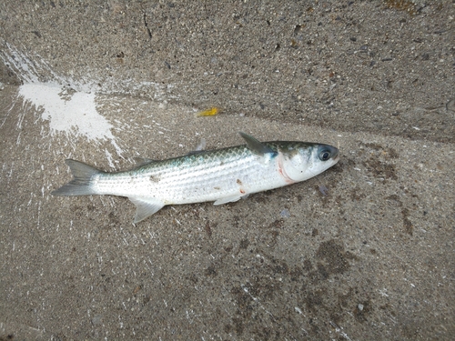 ボラの釣果