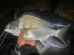 ミナミクロダイの釣果