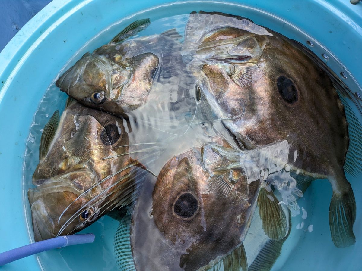 釣りバカじいさんさんの釣果 2枚目の画像