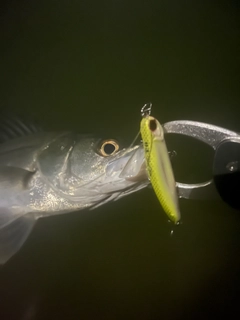 スズキの釣果