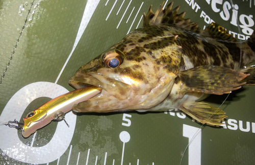 タケノコメバルの釣果