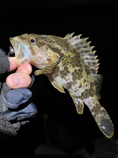 タケノコメバルの釣果