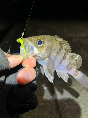 メバルの釣果