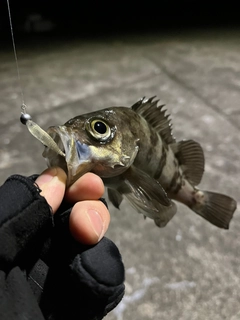 メバルの釣果