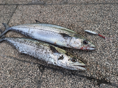 サゴシの釣果