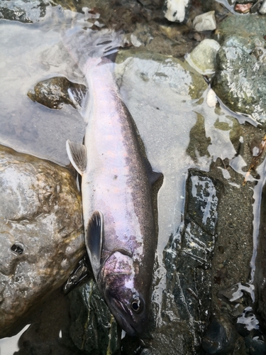 イワナの釣果