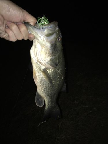 ラージマウスバスの釣果