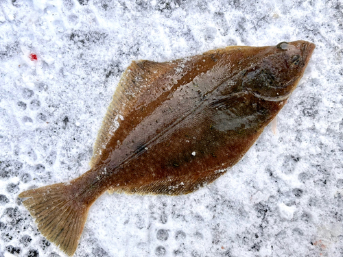 ソウハチの釣果