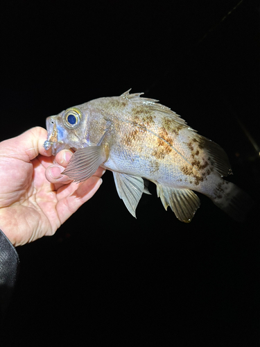 メバルの釣果