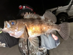 メバルの釣果