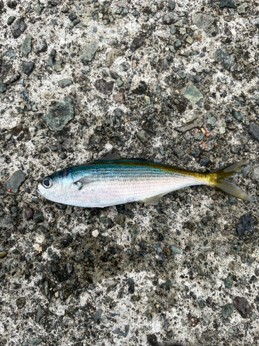 タカベの釣果