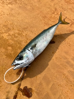 サバの釣果