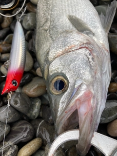 ヒラスズキの釣果