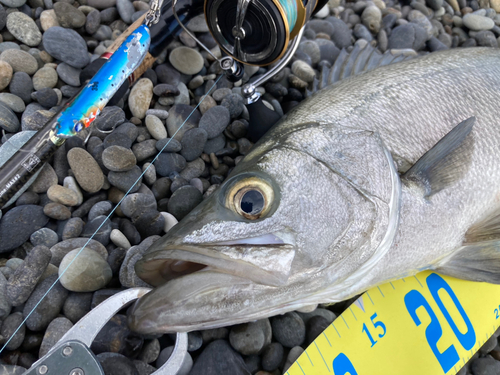 ヒラスズキの釣果