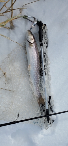 アメマスの釣果