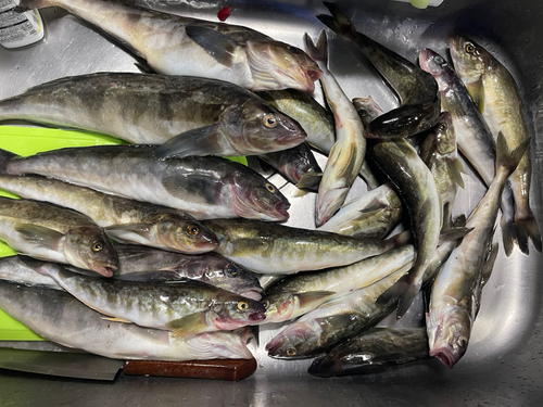 ホッケの釣果