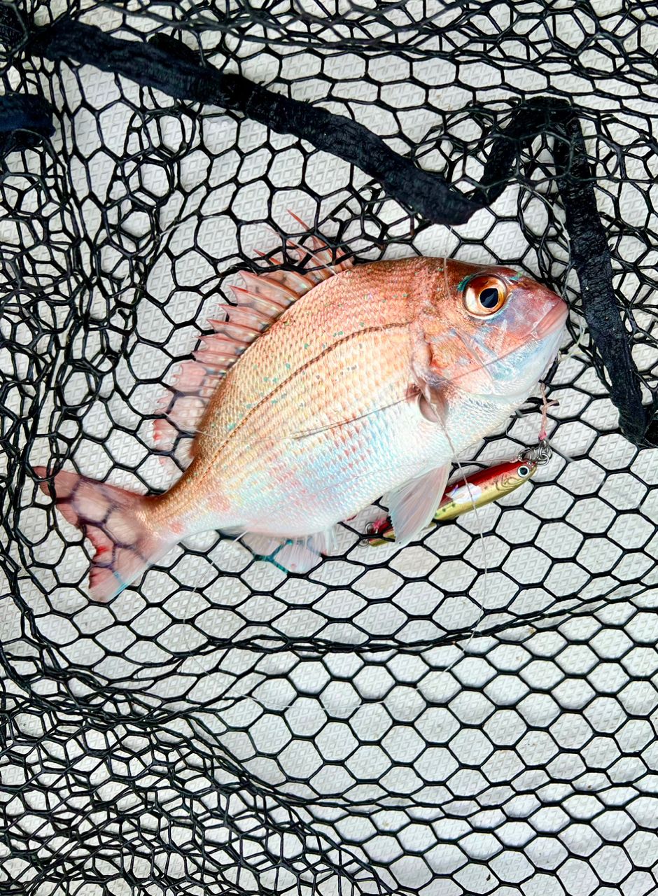 アップタイドクルーズさんの釣果 3枚目の画像