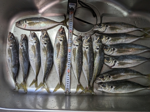 アジの釣果