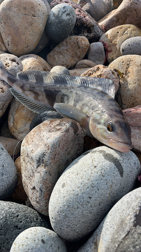 ホッケの釣果