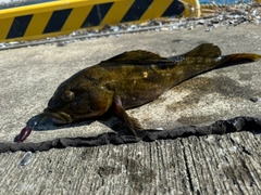 アイナメの釣果