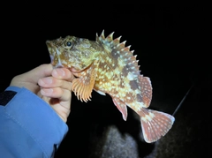 カサゴの釣果