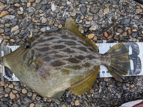 カワハギの釣果